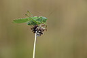 BUITEN BEELD Foto: 364371