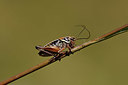 BUITEN BEELD Foto: 364377