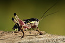 BUITEN BEELD Foto: 364390