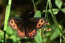 BUITEN BEELD Foto: 364394