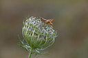 BUITEN BEELD Foto: 364542