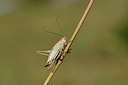 BUITEN BEELD Foto: 364546
