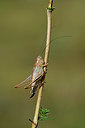 BUITEN BEELD Foto: 364547