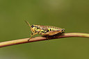 BUITEN BEELD Foto: 364553