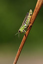 BUITEN BEELD Foto: 364569