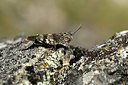 BUITEN BEELD Foto: 364581