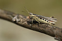 BUITEN BEELD Foto: 364585