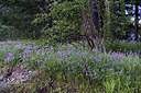 BUITEN BEELD Foto: 364588