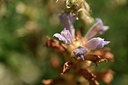 BUITEN BEELD Foto: 364641