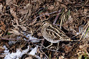 BUITEN BEELD Foto: 364677