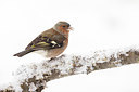 BUITEN BEELD Foto: 364704