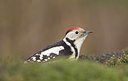 BUITEN BEELD Foto: 364875