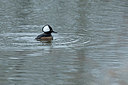 BUITEN BEELD Foto: 364944
