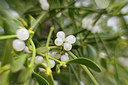 BUITEN BEELD Foto: 365486