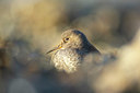 BUITEN BEELD Foto: 365701