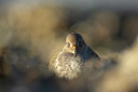 BUITEN BEELD Foto: 365703