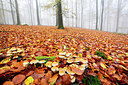 BUITEN BEELD Foto: 365821