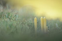 BUITEN BEELD Foto: 366445