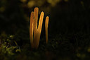 BUITEN BEELD Foto: 366451