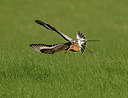 BUITEN BEELD Foto: 366903