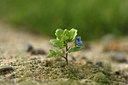 BUITEN BEELD Foto: 366981