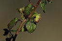 BUITEN BEELD Foto: 367375