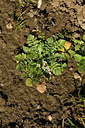 BUITEN BEELD Foto: 367381