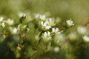 BUITEN BEELD Foto: 367728