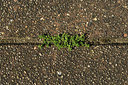 BUITEN BEELD Foto: 367761