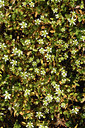 BUITEN BEELD Foto: 367764