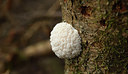 BUITEN BEELD Foto: 367968