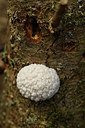 BUITEN BEELD Foto: 367974
