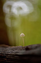 BUITEN BEELD Foto: 367986