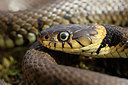 BUITEN BEELD Foto: 368281