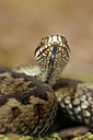 BUITEN BEELD Foto: 368310