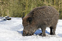 BUITEN BEELD Foto: 368337