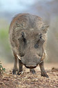 BUITEN BEELD Foto: 368386