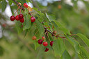 BUITEN BEELD Foto: 368485