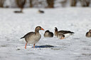 BUITEN BEELD Foto: 368567