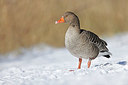 BUITEN BEELD Foto: 368605