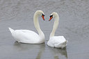 BUITEN BEELD Foto: 368638