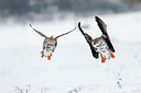 BUITEN BEELD Foto: 368697