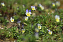 BUITEN BEELD Foto: 368706