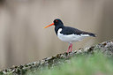 BUITEN BEELD Foto: 368809