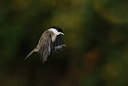 BUITEN BEELD Foto: 368814