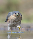 BUITEN BEELD Foto: 368959