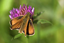 BUITEN BEELD Foto: 36045