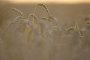 BUITEN BEELD Foto: 36072