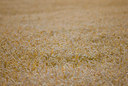 BUITEN BEELD Foto: 36073
