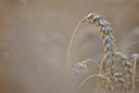 BUITEN BEELD Foto: 36076